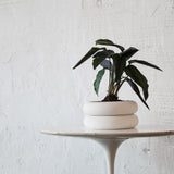 A photograph of a short stack planter sitting on a table. The planter is in its stacked form with a plant potted inside.