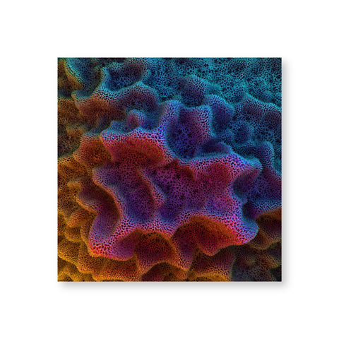 A poster shows microscopic views of the ridges of coral. The forms are in hues of pink, turquoise, yellow, and green.