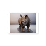 A horizontal postcard with a white border features a highly detailed, White Rhino replica, with a prominent horn and mottled gray hide. The rhino faces forward, its hooves firmly planted in an empty gray environment. It is lit from above and casts a shadow.